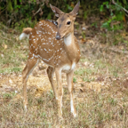 20190316- Wilpattu Sanctuary-245.jpg