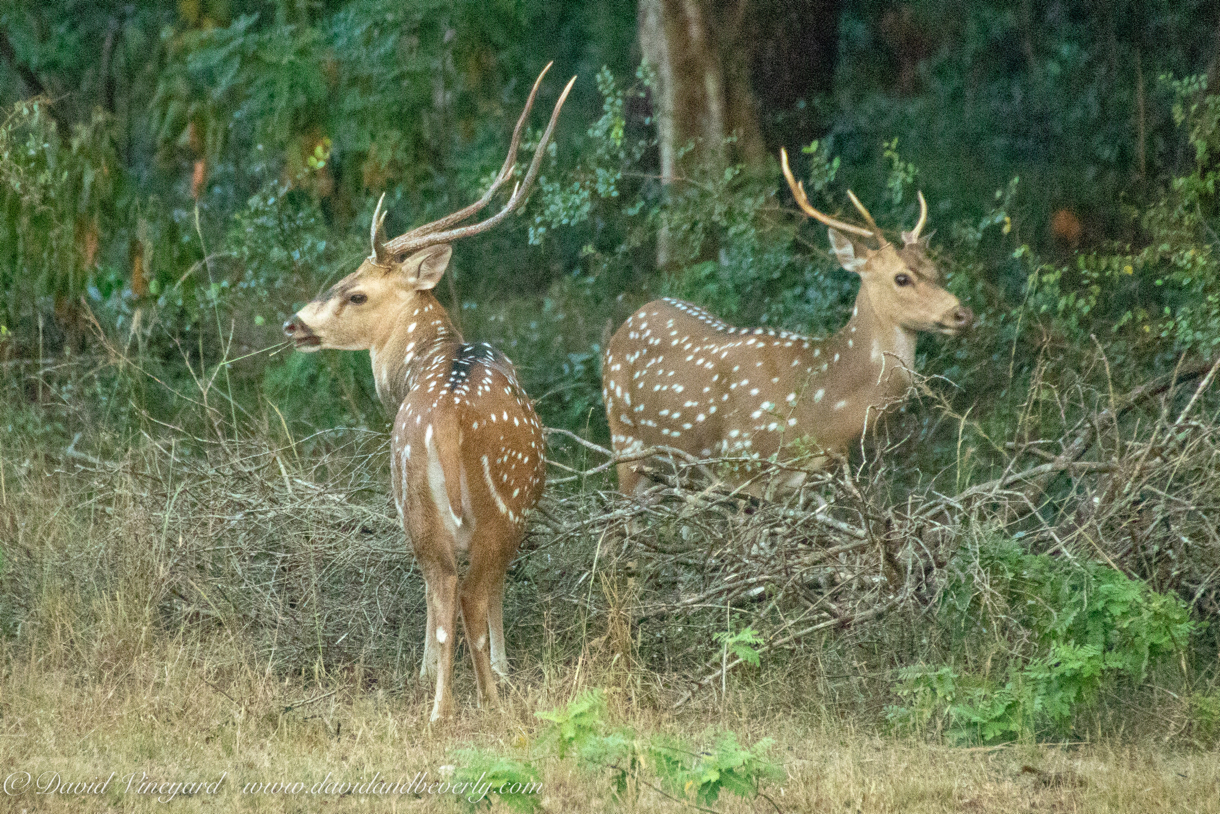 20190316- Wilpattu Sanctuary-247.jpg