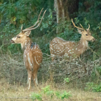 20190316- Wilpattu Sanctuary-247.jpg