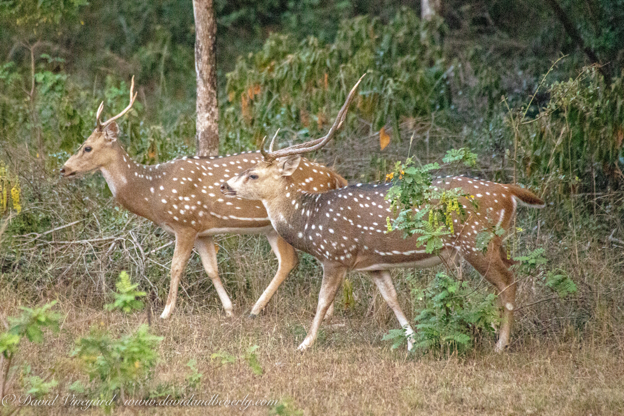 20190316- Wilpattu Sanctuary-250.jpg