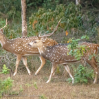 20190316- Wilpattu Sanctuary-250.jpg