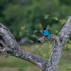 20190316- Wilpattu Sanctuary-259.jpg