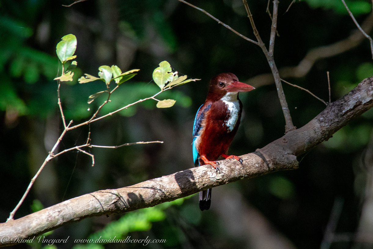 20190316- Wilpattu Sanctuary-26.jpg