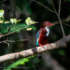 20190316- Wilpattu Sanctuary-26.jpg