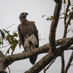 20190316- Wilpattu Sanctuary-262.jpg