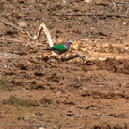 20190316- Wilpattu Sanctuary-63.jpg