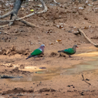 20190316- Wilpattu Sanctuary-67.jpg