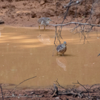 20190316- Wilpattu Sanctuary-84.jpg