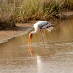 20190316- Wilpattu Sanctuary-99.jpg