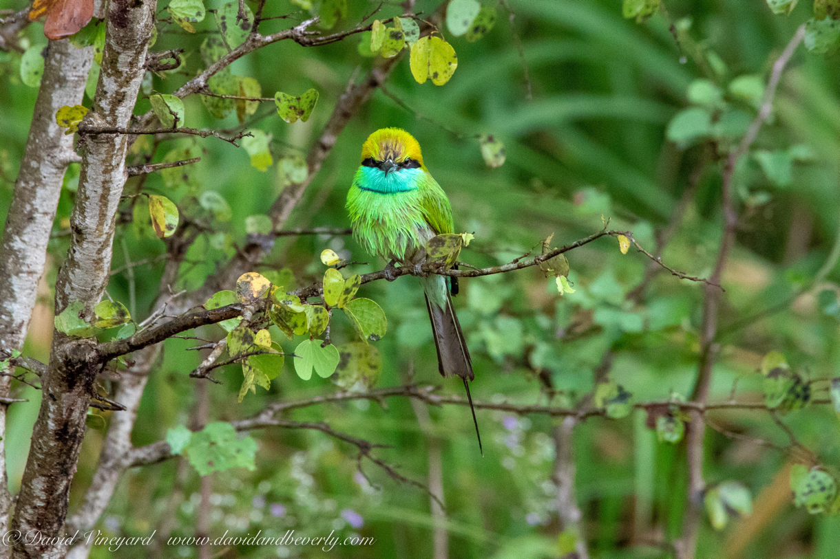 20190317- Minneriya National Park-1.jpg