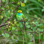 20190317- Minneriya National Park-1.jpg