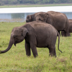 20190317- Minneriya National Park-119.jpg