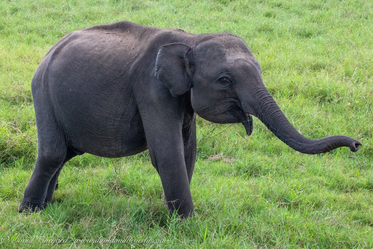 20190317- Minneriya National Park-145.jpg