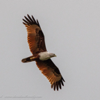 20190317- Minneriya National Park-171.jpg