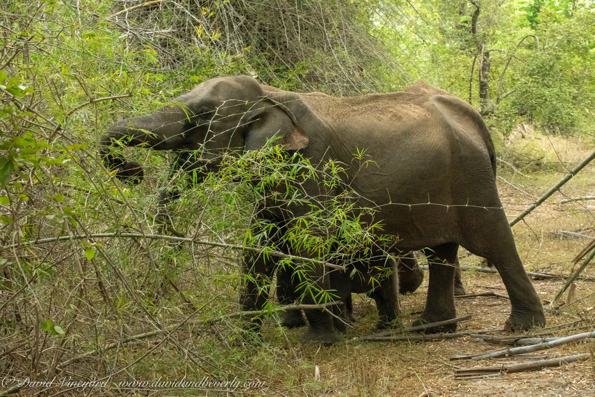 20190317- Minneriya National Park-18.jpg