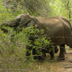 20190317- Minneriya National Park-18.jpg