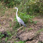 20190317- Minneriya National Park-20.jpg