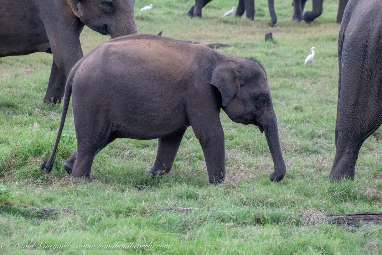 20190317- Minneriya National Park-205.jpg