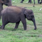 20190317- Minneriya National Park-205.jpg