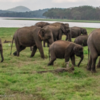 20190317- Minneriya National Park-206.jpg