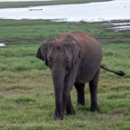 20190317- Minneriya National Park-212.jpg