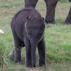 20190317- Minneriya National Park-228.jpg