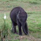 20190317- Minneriya National Park-229.jpg