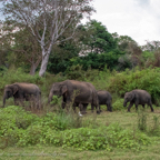 20190317- Minneriya National Park-240.jpg