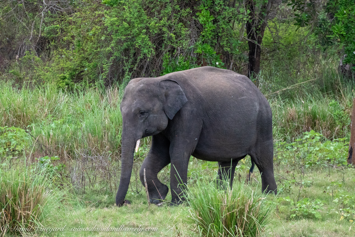 20190317- Minneriya National Park-248.jpg