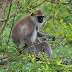 20190317- Minneriya National Park-25.jpg