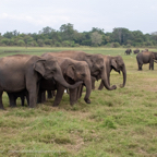 20190317- Minneriya National Park-262.jpg