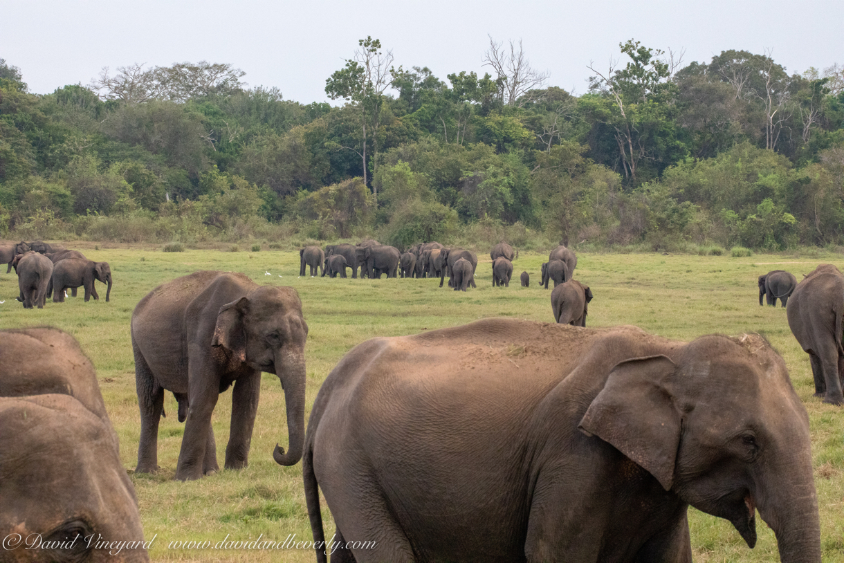 20190317- Minneriya National Park-265.jpg