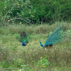 20190317- Minneriya National Park-28.jpg