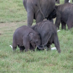 20190317- Minneriya National Park-306.jpg