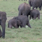 20190317- Minneriya National Park-308.jpg