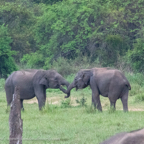 20190317- Minneriya National Park-312.jpg