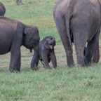 20190317- Minneriya National Park-316.jpg