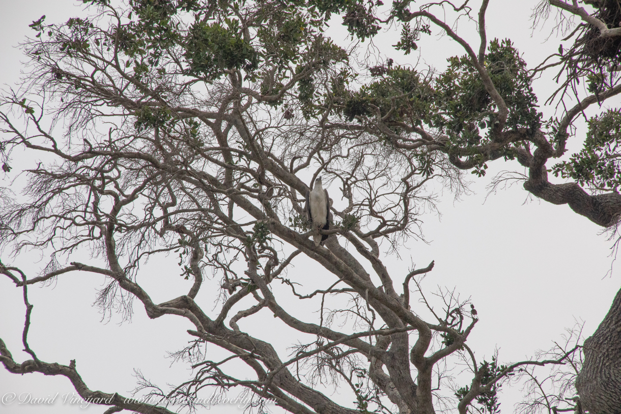 20190317- Minneriya National Park-56.jpg