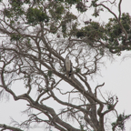 20190317- Minneriya National Park-56.jpg