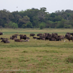 20190317- Minneriya National Park-61.jpg