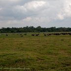 20190317- Minneriya National Park-63.jpg