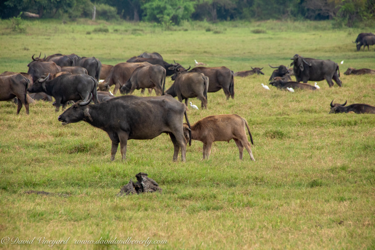 20190317- Minneriya National Park-64.jpg