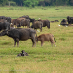 20190317- Minneriya National Park-64.jpg