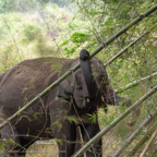 20190317- Minneriya National Park-7.jpg