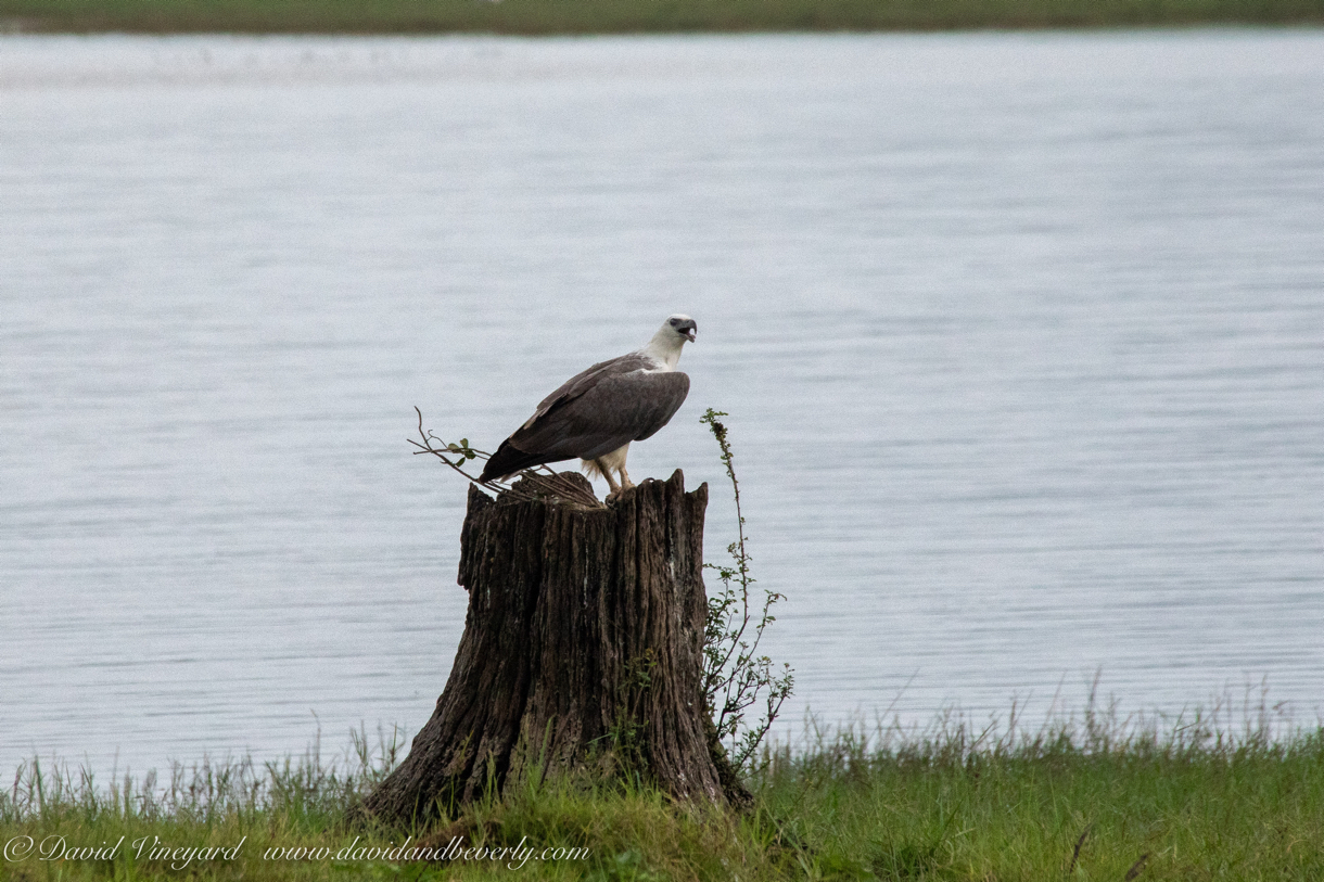 20190317- Minneriya National Park-79.jpg