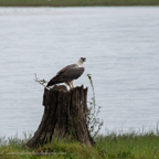 20190317- Minneriya National Park-79.jpg