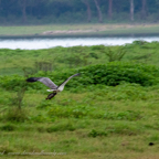 20190317- Minneriya National Park-88.jpg