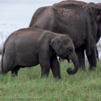 20190317- Minneriya National Park-96.jpg