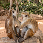 20190317- Sigiriya-3.jpg