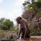 20190317- Sigiriya-40.jpg